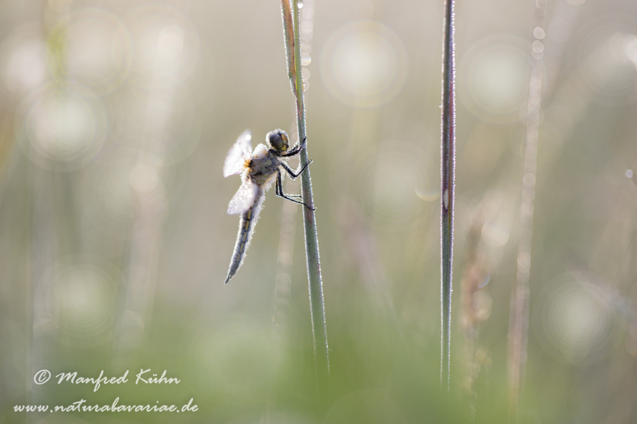 Vierflecklibelle ()_0052