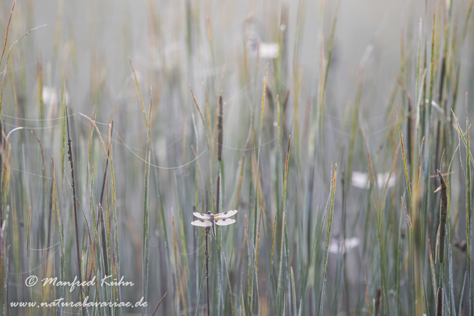 Vierflecklibelle ()_0054