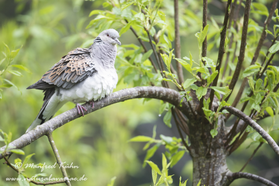 Turteltaube ()_0009
