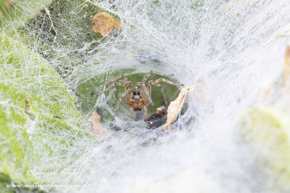 Labyrinthspinne ()_0011