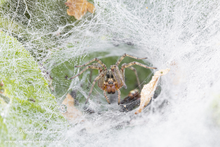 Labyrinthspinne ()_0016