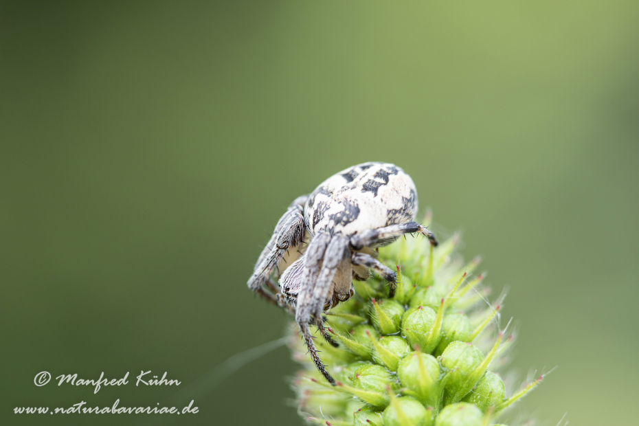 Schilfradspinne ()_0001