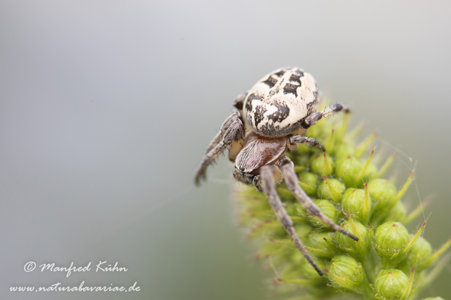 Schilfradspinne ()_0003