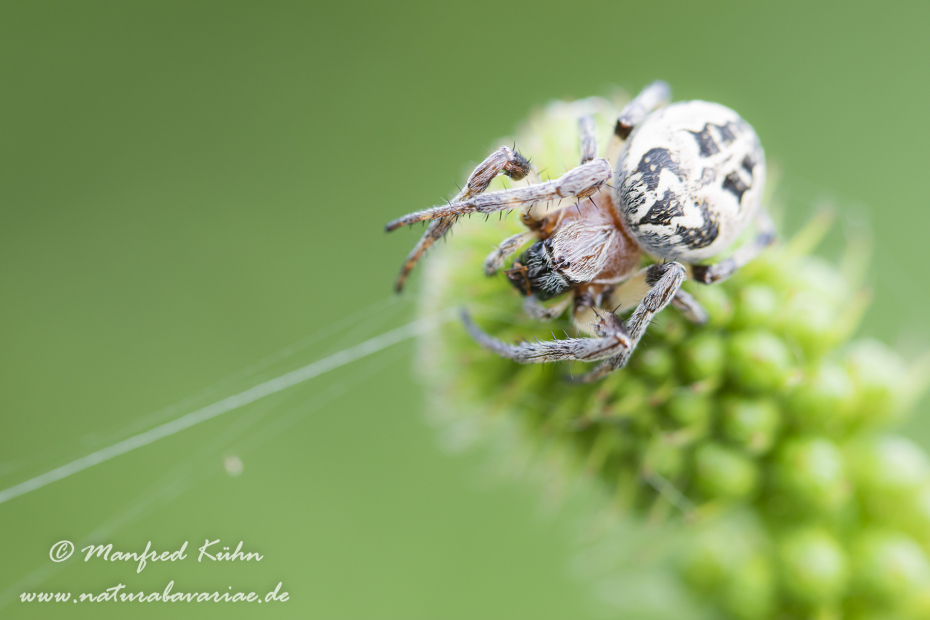 Schilfradspinne ()_0014