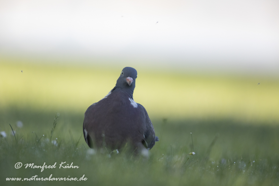 Ringeltaube ()_0070