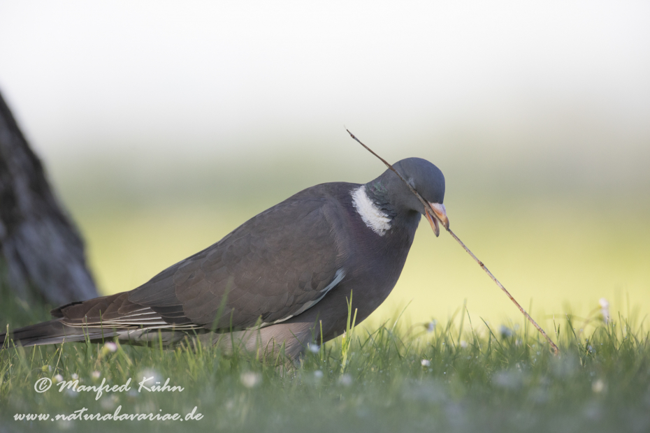 Ringeltaube ()_0071