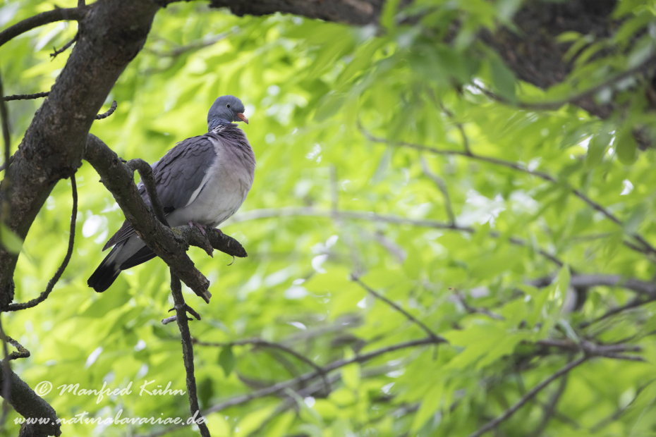Ringeltaube ()_0081