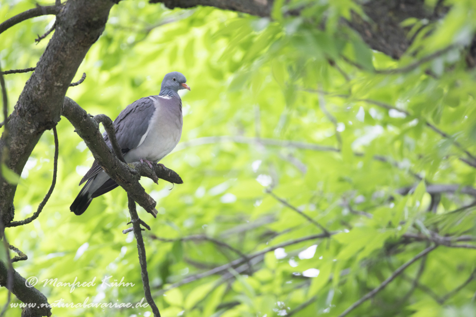Ringeltaube ()_0083