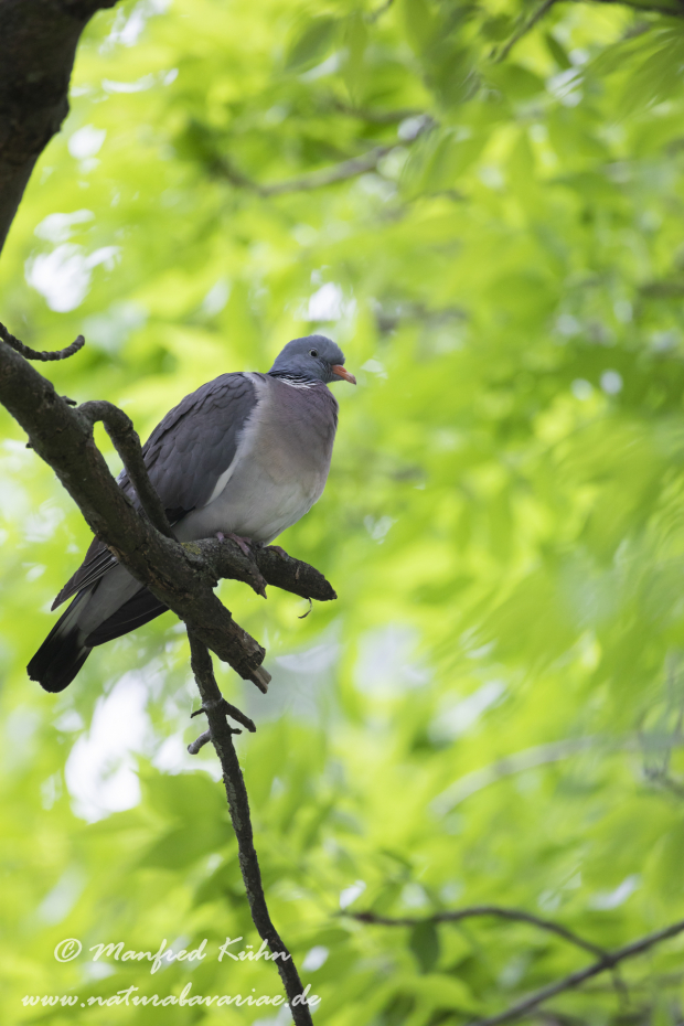 Ringeltaube ()_0085