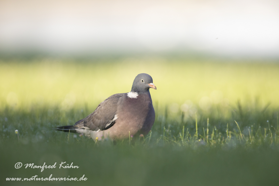 Ringeltaube ()_0091