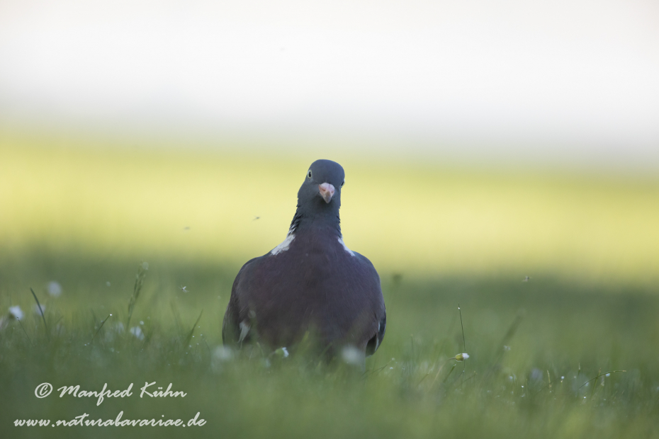 Ringeltaube ()_0094