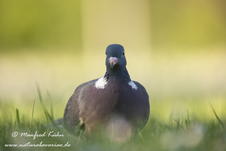 Ringeltaube ()_0097