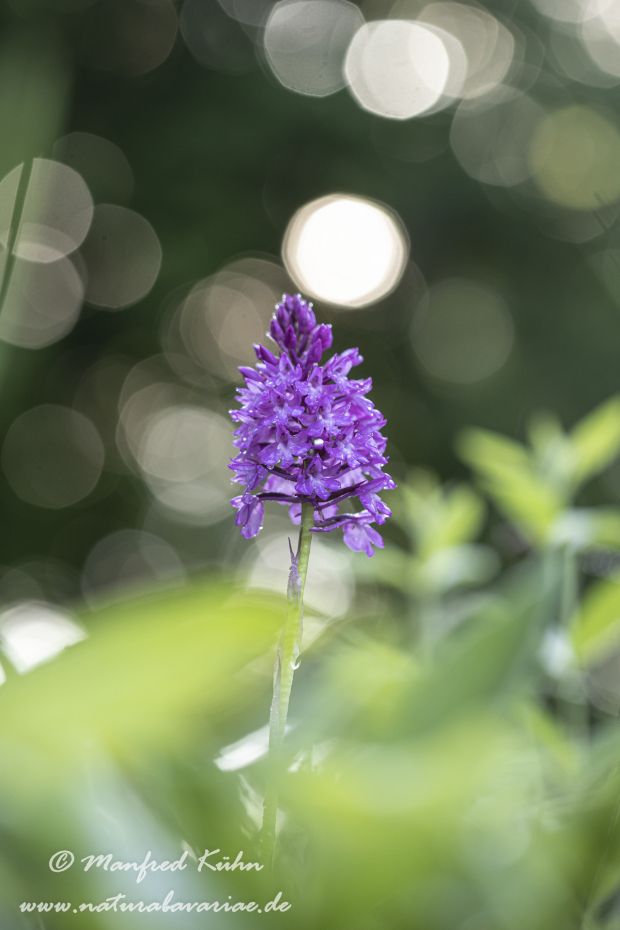 Pyramidenorchis ()_0042