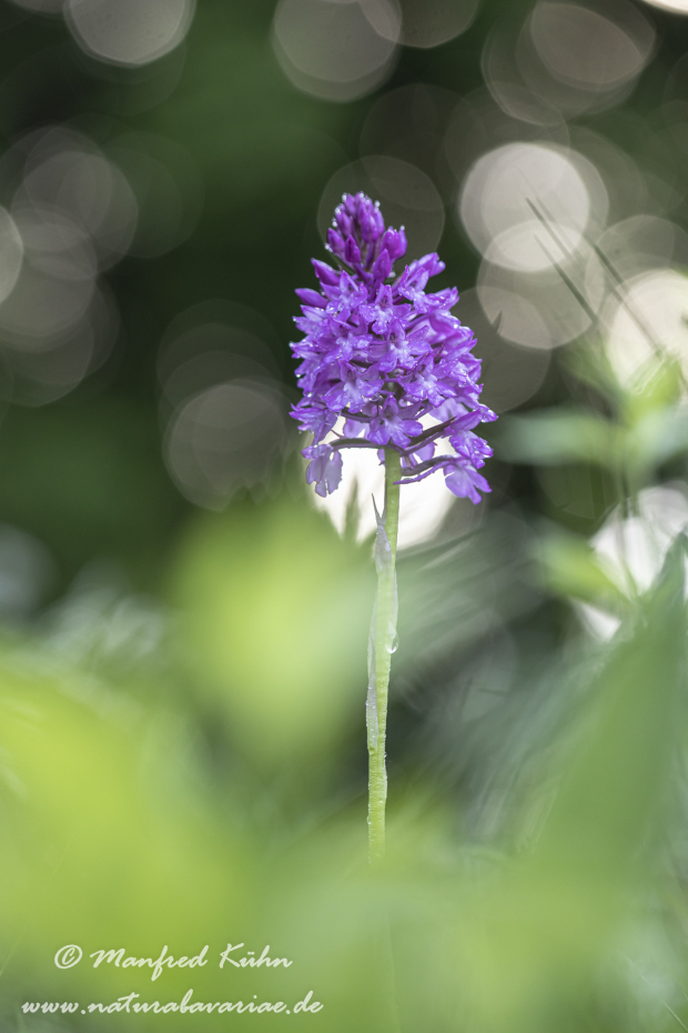 Pyramidenorchis ()_0044