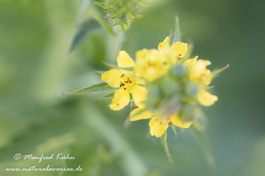Odermenning ()_0006