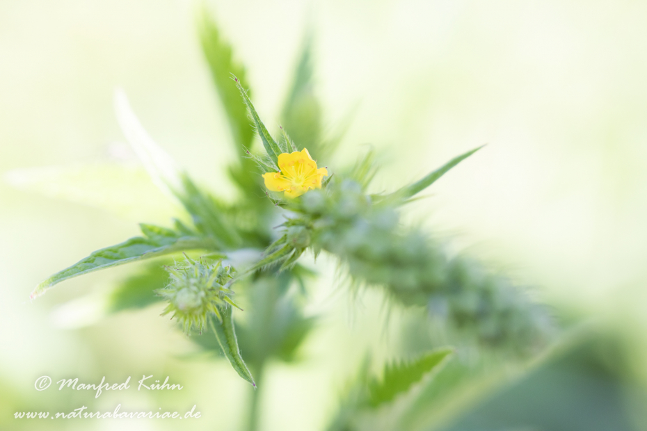Odermenning ()_0011