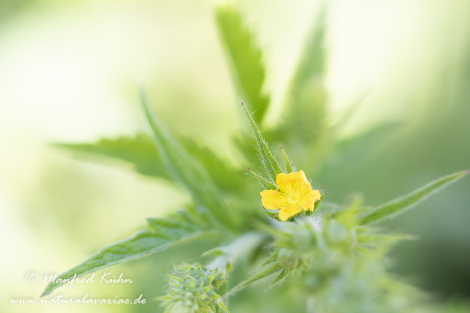 Odermenning ()_0012