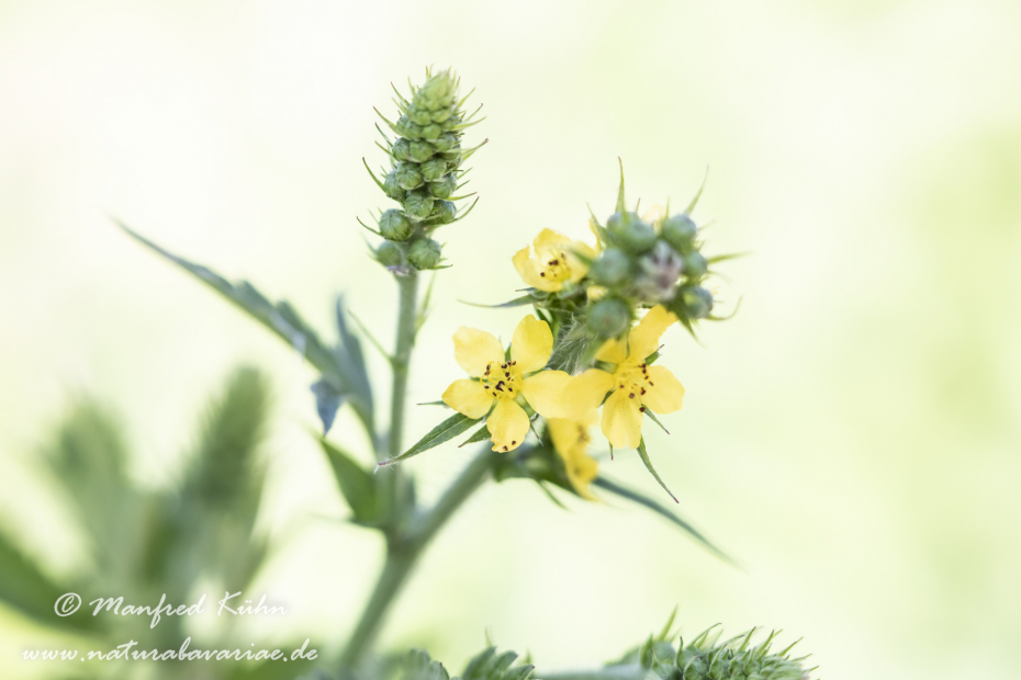 Odermenning ()_0016