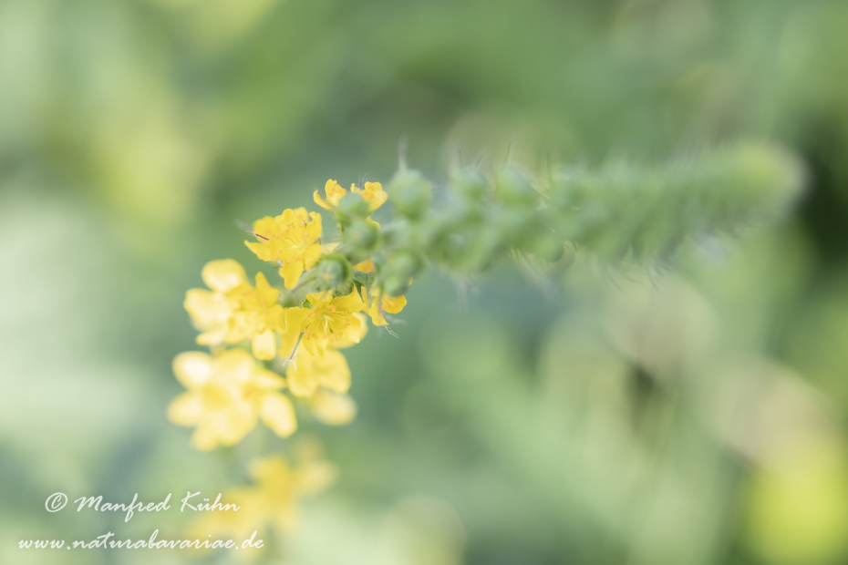 Odermenning ()_0022