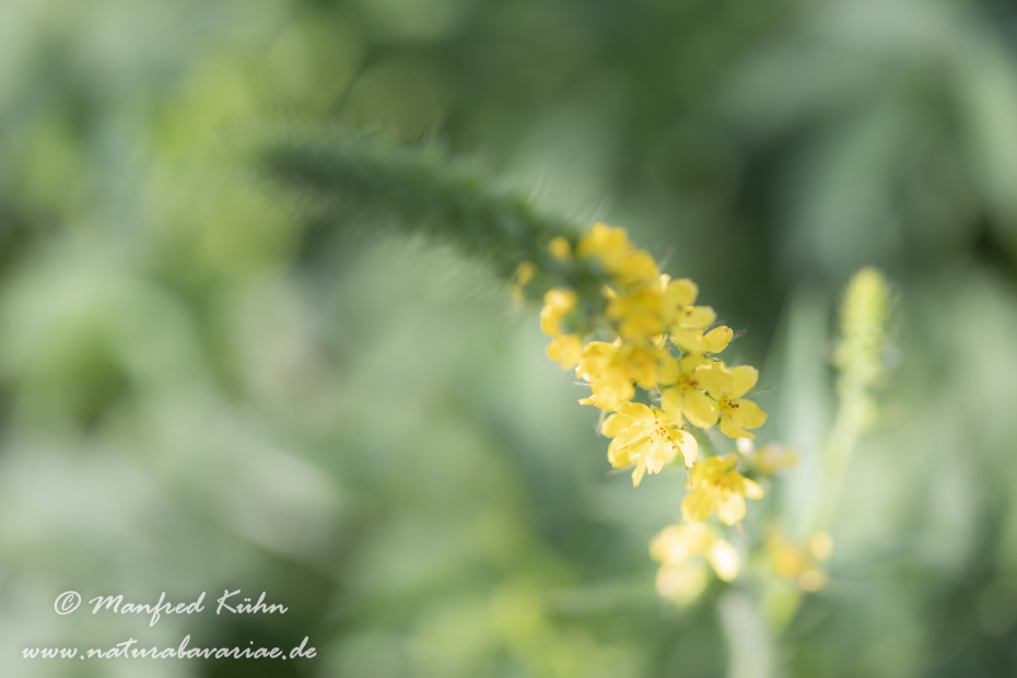 Odermenning ()_0024