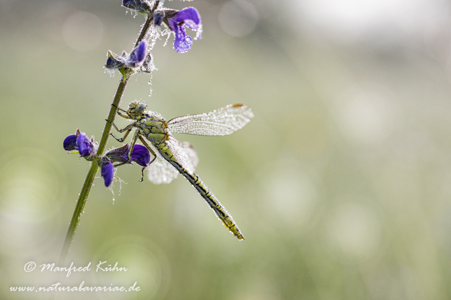 Keiljungfer (Westliche)_0021