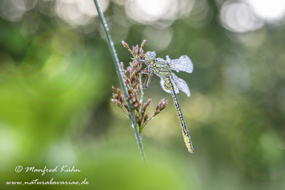 Keiljungfer (Westliche)_0043