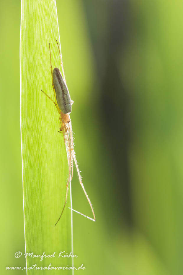 Streckerspinne (Gemeine)_0006