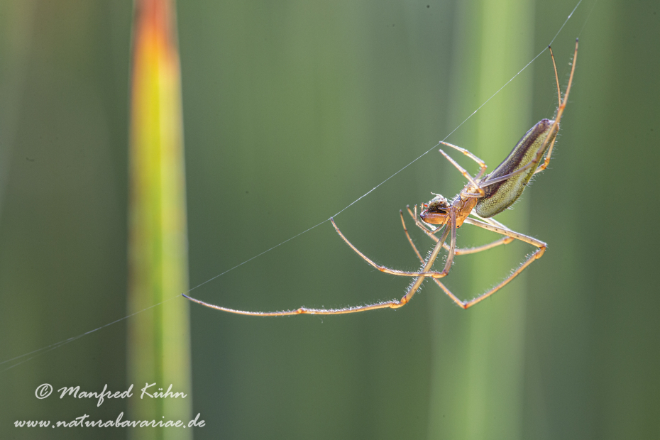 Streckerspinne (Gemeine)_0008
