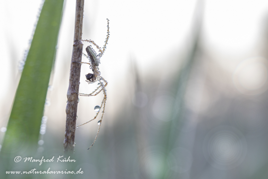 Streckerspinne (Gemeine)_0010