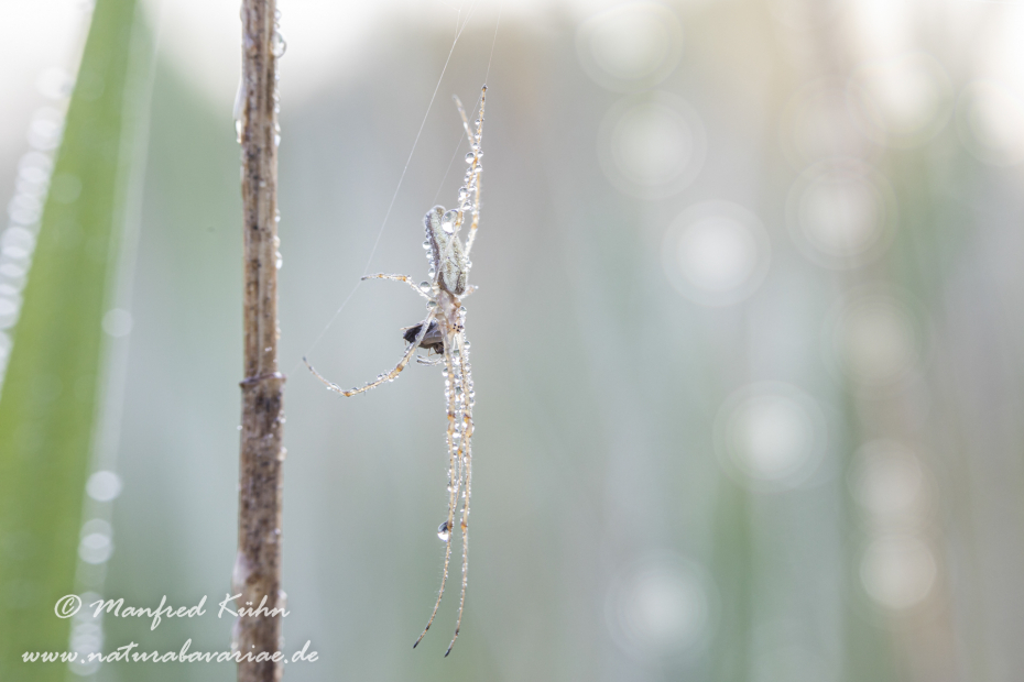 Streckerspinne (Gemeine)_0011