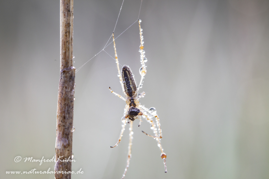 Streckerspinne (Gemeine)_0014