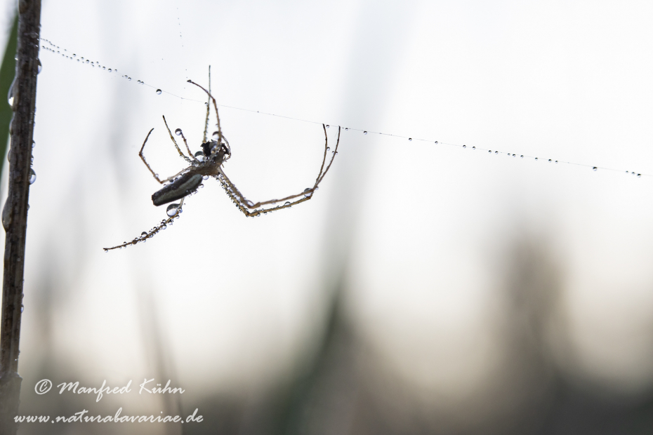 Streckerspinne (Gemeine)_0015