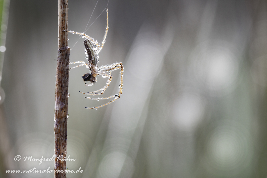 Streckerspinne (Gemeine)_0017