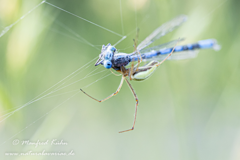 Streckerspinne (Gemeine)_0020
