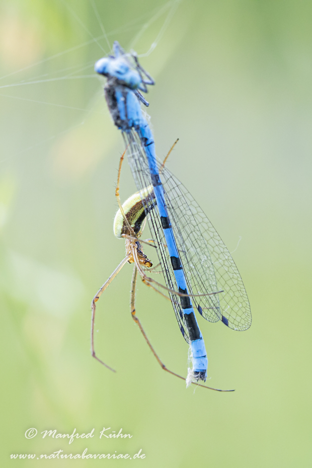 Streckerspinne (Gemeine)_0023