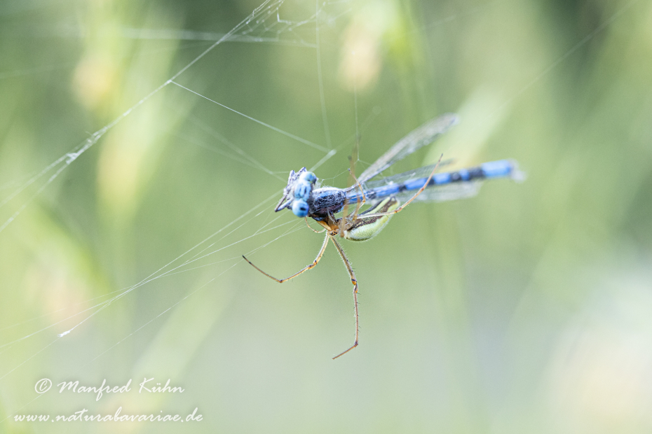 Streckerspinne (Gemeine)_0025