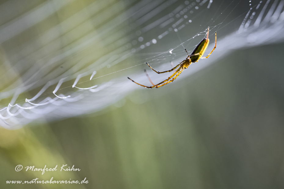 Streckerspinne (Gemeine)_0042