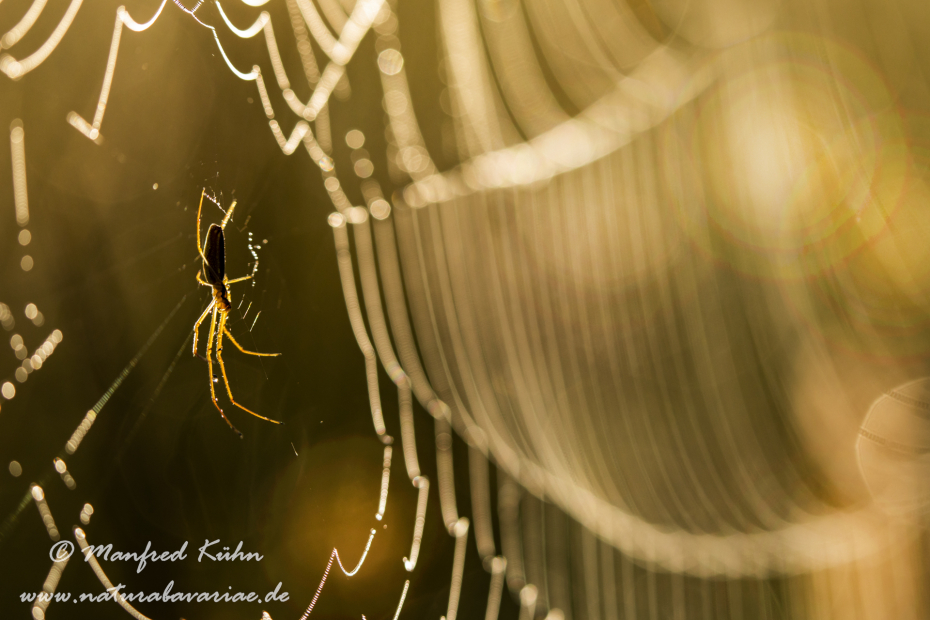 Streckerspinne (Gemeine)_0044