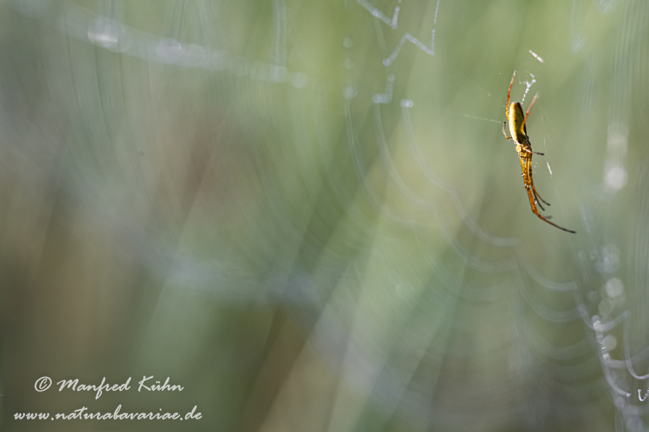 Streckerspinne (Gemeine)_0045