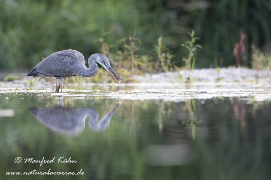 Graureiher ()_0103