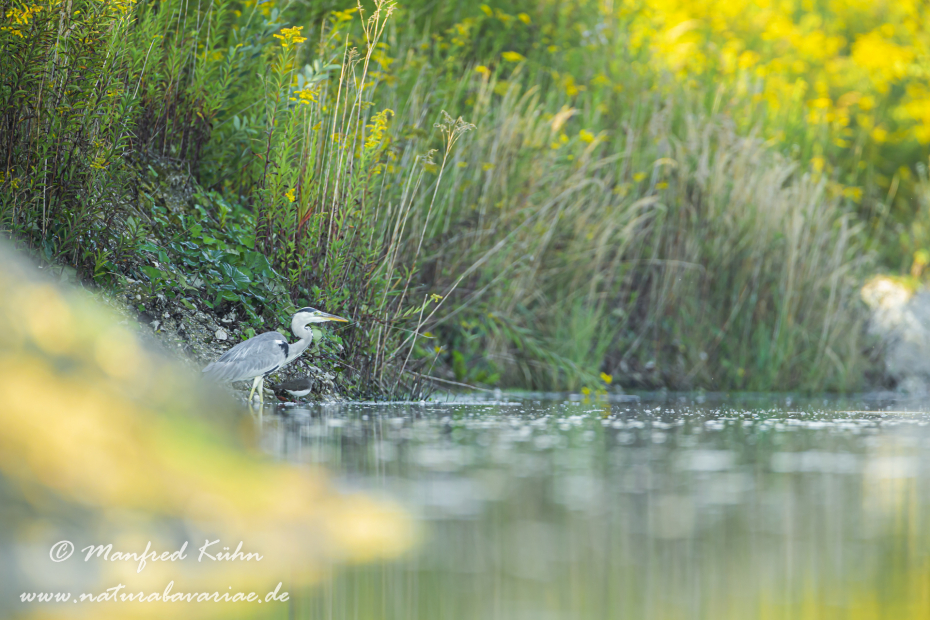 Graureiher ()_0120
