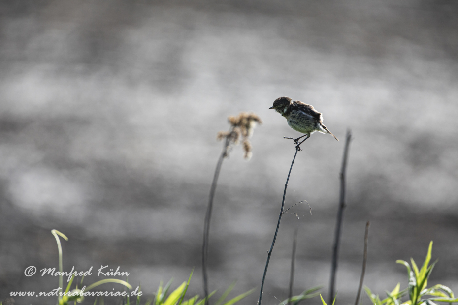 Schwarzkehlchen ()_0051