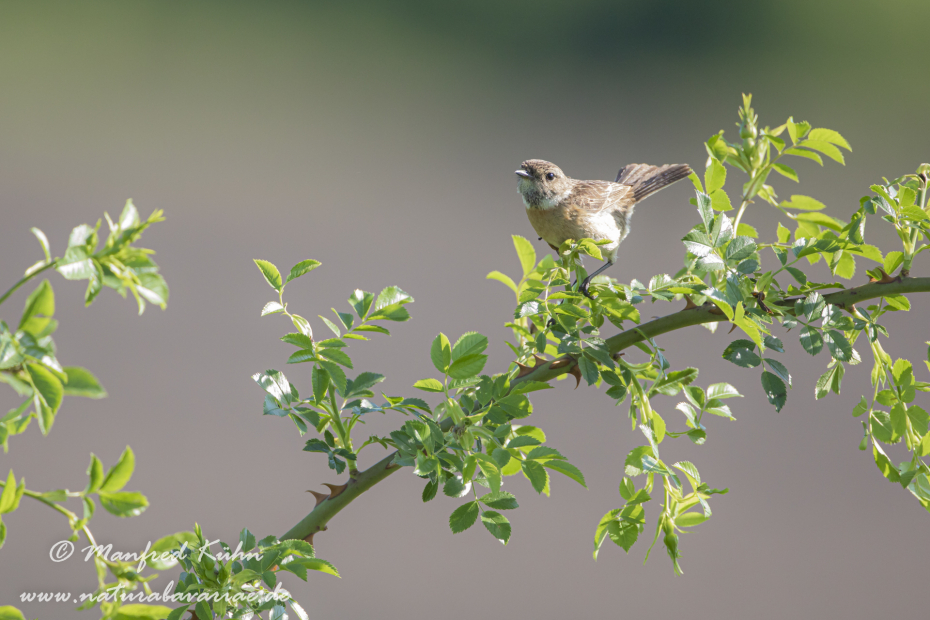 Schwarzkehlchen ()_0054