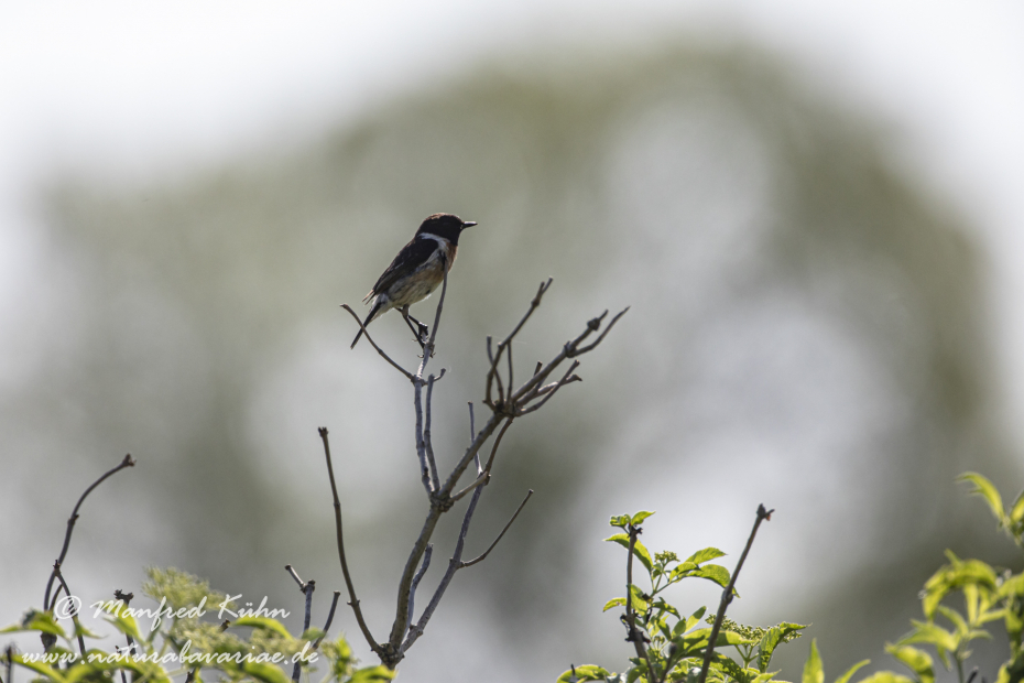 Schwarzkehlchen ()_0057