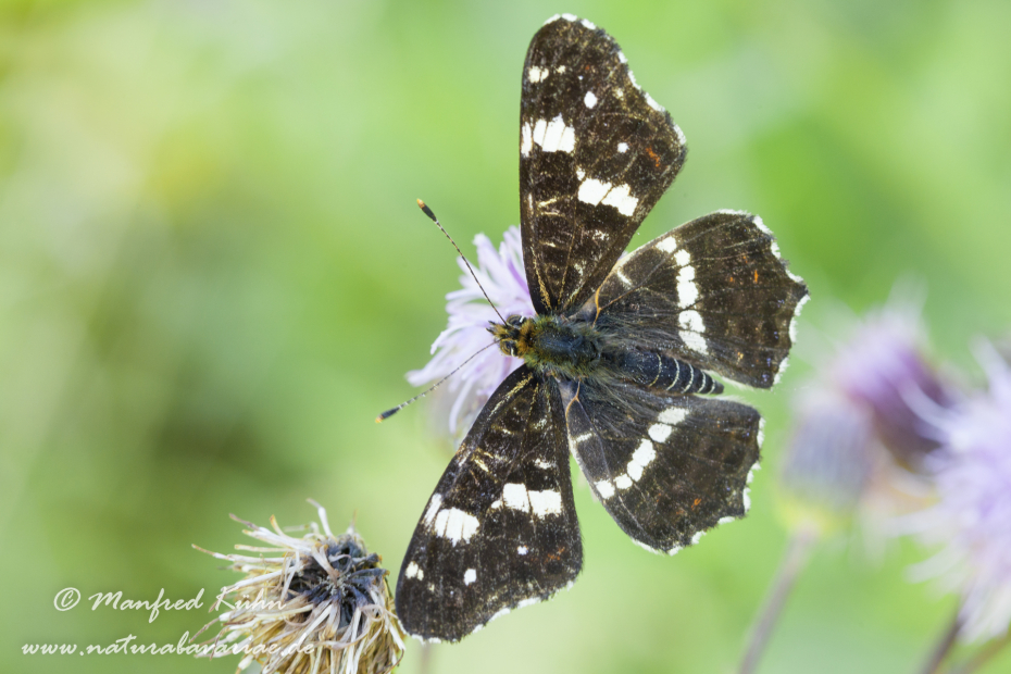 Landkärtchen (Sommer)_0012