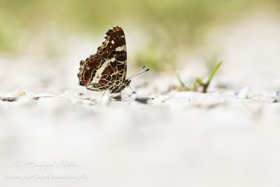Landkärtchen (Sommer)_0017