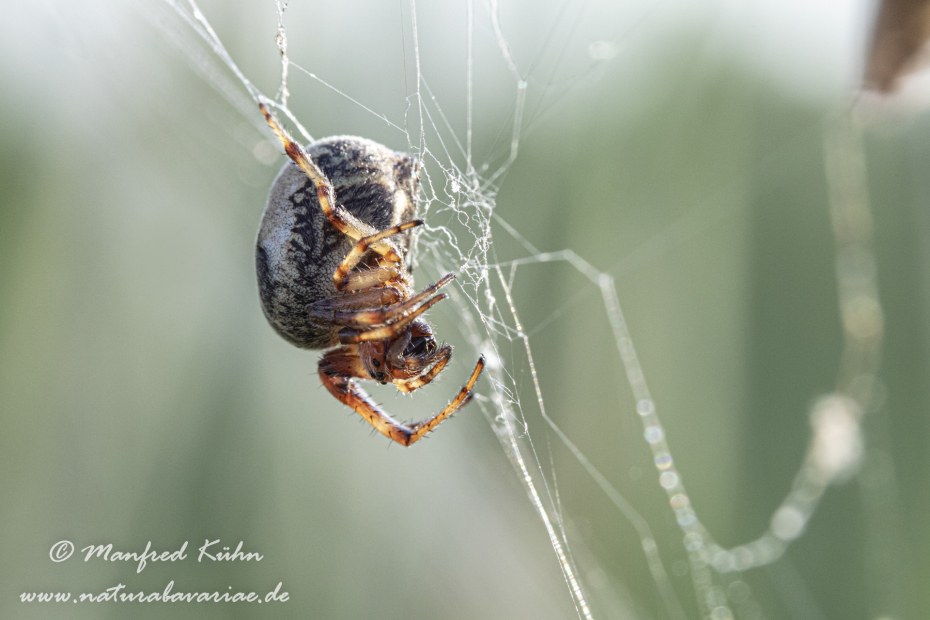 Schilfradspinne ()_0023