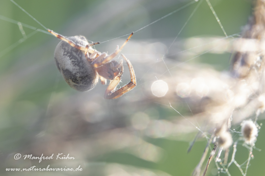 Schilfradspinne ()_0025