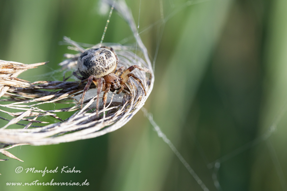 Schilfradspinne ()_0028
