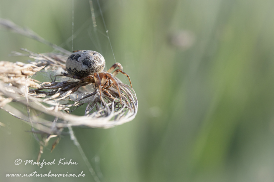 Schilfradspinne ()_0030